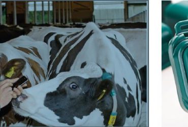 Rujos nustatymas ir sveikatos valdymas