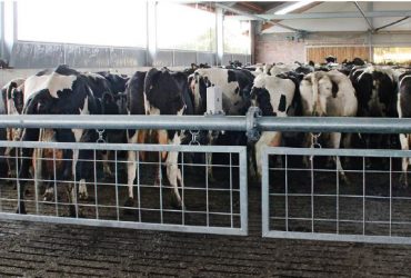 Gyvulių pavarytuvai ir atskyrimas