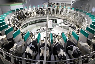 Automatizuotas melžimas