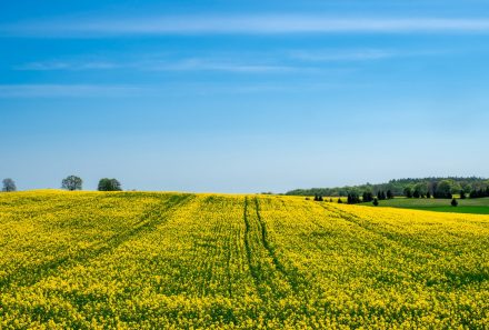 ES parama investicijoms į žemės ūkio valdas