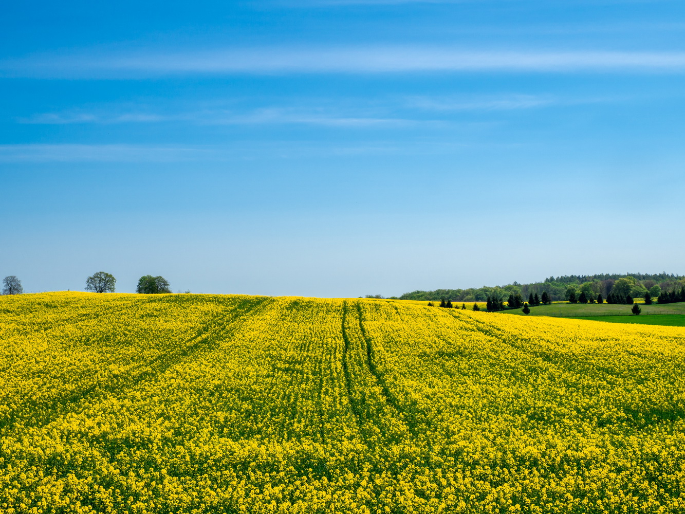Countryside view of a blooming yellow field on a hill under a clear blue sky
