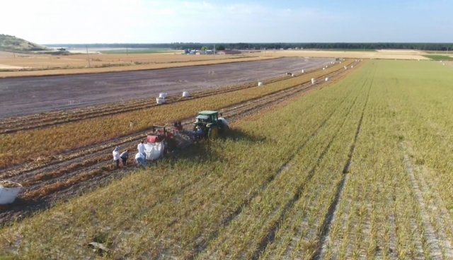 JJBroch-garlic-harvester-cutter