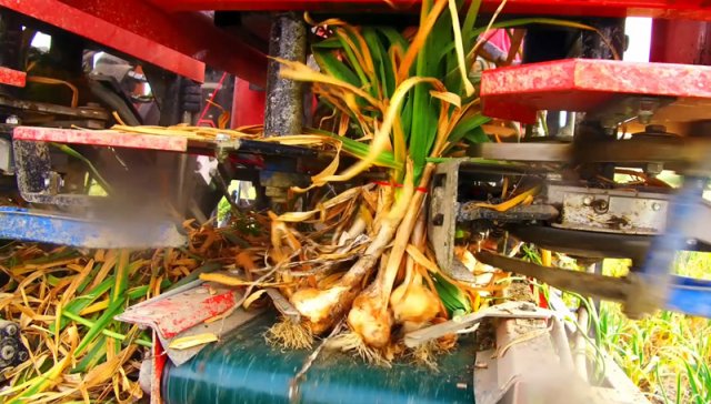 JJbroch-atadora-ajos