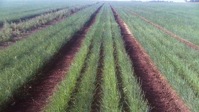 Plantadora-ajos-Neumatica-JJBroch