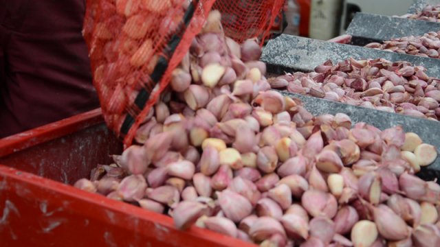 garlic-planter-JJBroch